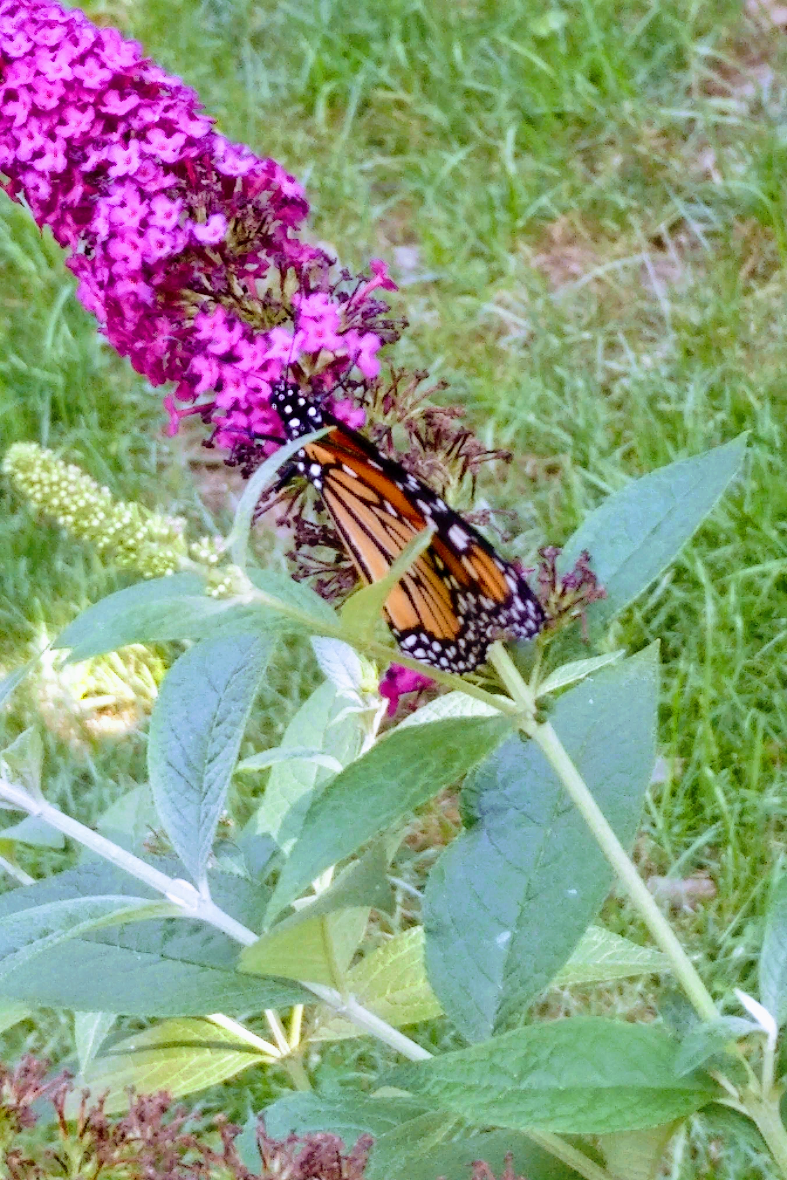 img_20180812_1704195-effects